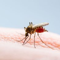 La OMS eleva a alto el riesgo de expansión global del dengue