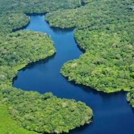 El 42% de los bosques vírgenes de la Amazonía no tiene protección y puede desaparecer