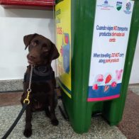 Conoce a Dolly, la perra guardiana de la Peste Porcina en el AILA