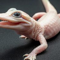 Nace un caimán blanco extraño en parque de Orlando
