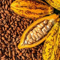 Cacao y chocolate: Fuente de ingresos económicos para la República Dominicana