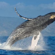 Estudio revela ballenas desarrollaron sus enormes tamaños hace 19 millones de años