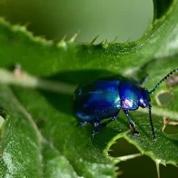 Escarabajos, polillas y saltamontes son los insectos que más están desapareciendo
