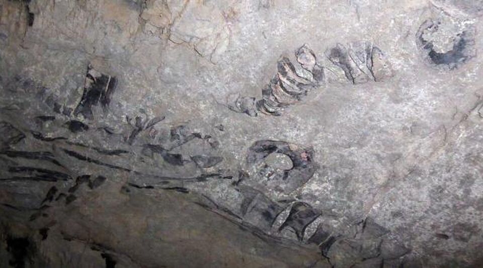 Descubren en Cuba esqueleto de saurio marino de entre 130 y 145 millones de años