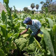 Director de Intabaco revela ese sector genera mas de 100 mil empleos