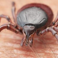 Autoridades emiten alerta por auge de garrapatas en Nueva York