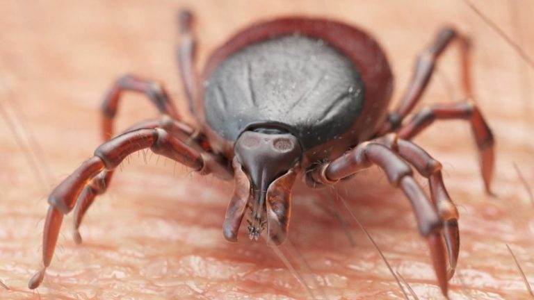 Autoridades emiten alerta por auge de garrapatas en Nueva York