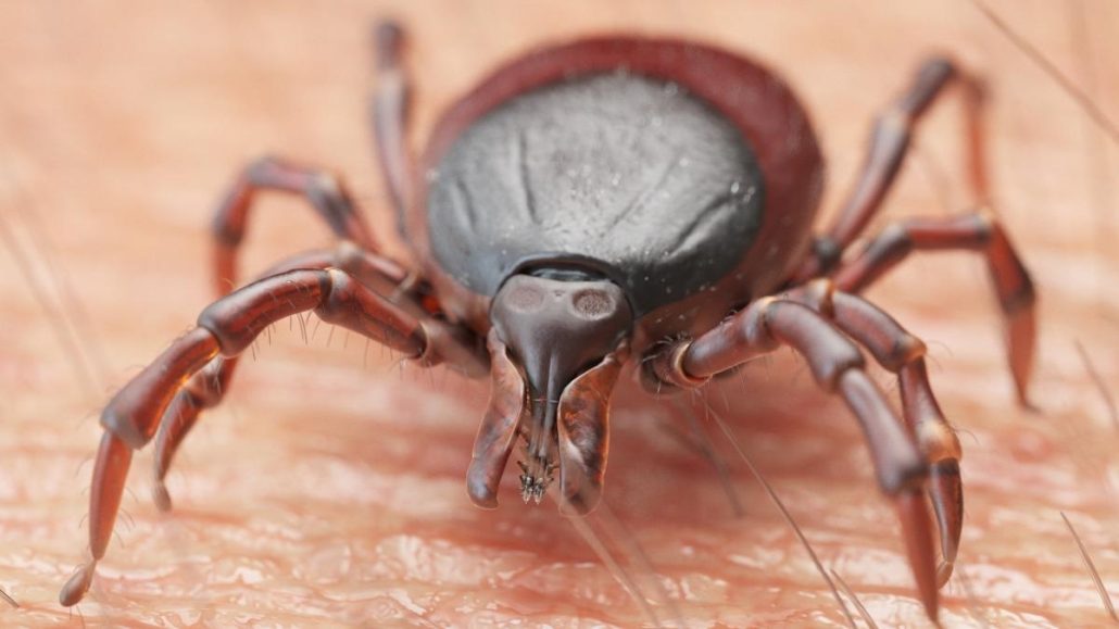 Autoridades emiten alerta por auge de garrapatas en Nueva York