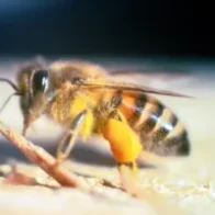 Muere hombre de 74 años atacado por abejas africanas en Nicaragua