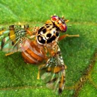 Mosca del Mediterráneo