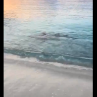 Tiburón aparece en las costas de Cabo Rojo, Pedernales