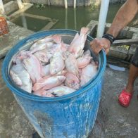 Ciudadana denuncia muerte de más de 60 mil peces por un corte de electricidad en Rancho Viejo