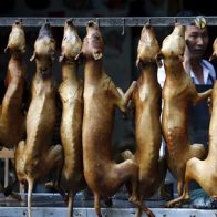 El consumo de perro: una práctica vigente en algunos países asiáticos