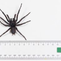 Encuentran en Australia una araña venenosa de un tamaño inusual de casi 8 centímetros