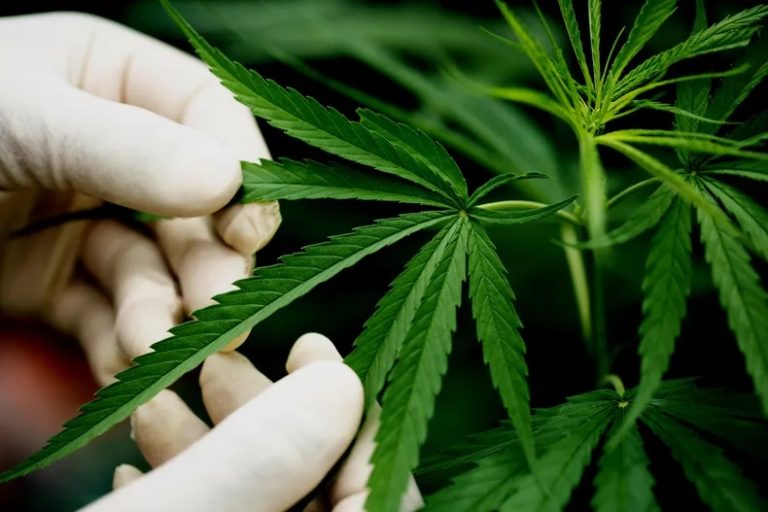 marihuana medicinal | Noticias de hoy en De Último Minuto