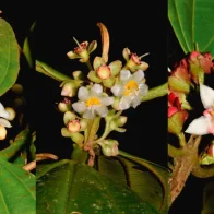 Descubren para la ciencia siete nuevas especies de plantas en la Amazonía de Perú