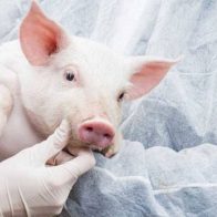 Científicos crean cerdos para trasplantes a humanos por primera vez en Japón