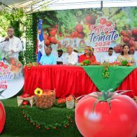 Realizan segundo Festival del Tomate 2024
