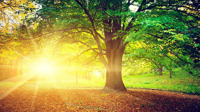 Se esperan temperaturas calurosas y cielo soleado
