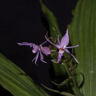 Descubren una nueva especie de orquídea en el sur de China