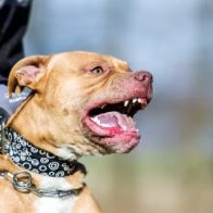 ¡Incidente! Perro pitbull ataca niño de 8 años SDN