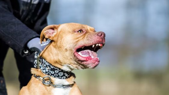 ¡Incidente! Perro pitbull ataca niño de 8 años SDN