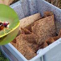 RD se encamina a la erradicación de la Mosca del Mediterráneo