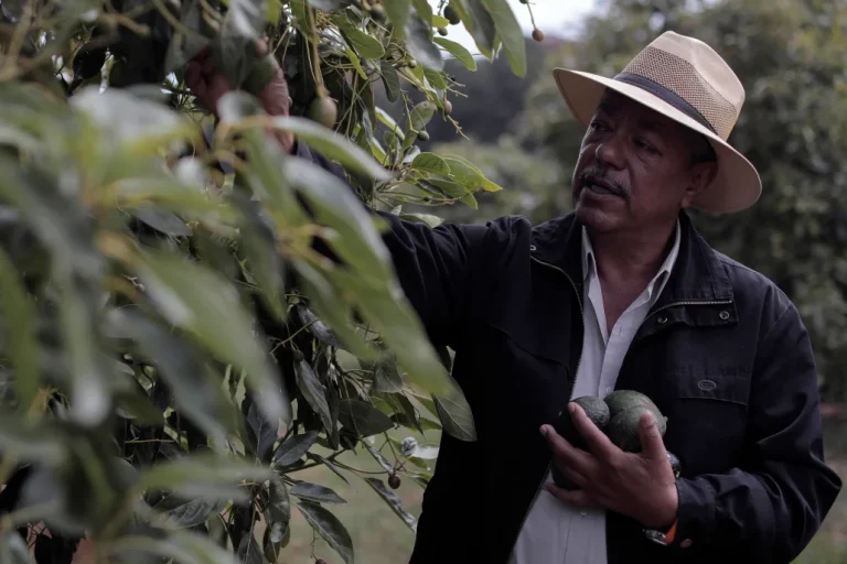 aguacate mexicano scaled 1 | Noticias de hoy en De Último Minuto
