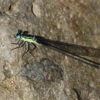 Descubren una nueva especie de libélula en las islas Fiyi