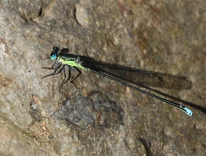 Descubren una nueva especie de libélula en las islas Fiyi