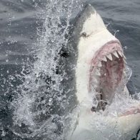Una mujer en estado grave tras ser atacada por un tiburón en el oeste de Australia