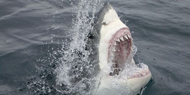 Una mujer en estado grave tras ser atacada por un tiburón en el oeste de Australia