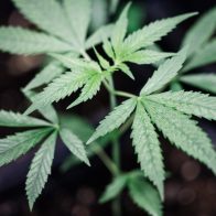 Cámara alta alemana aprueba la legalización parcial del cannabis