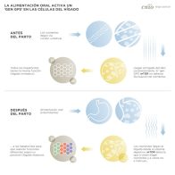 Descubren el "GPS" que distribuye el trabajo de las células hepáticas tras el parto