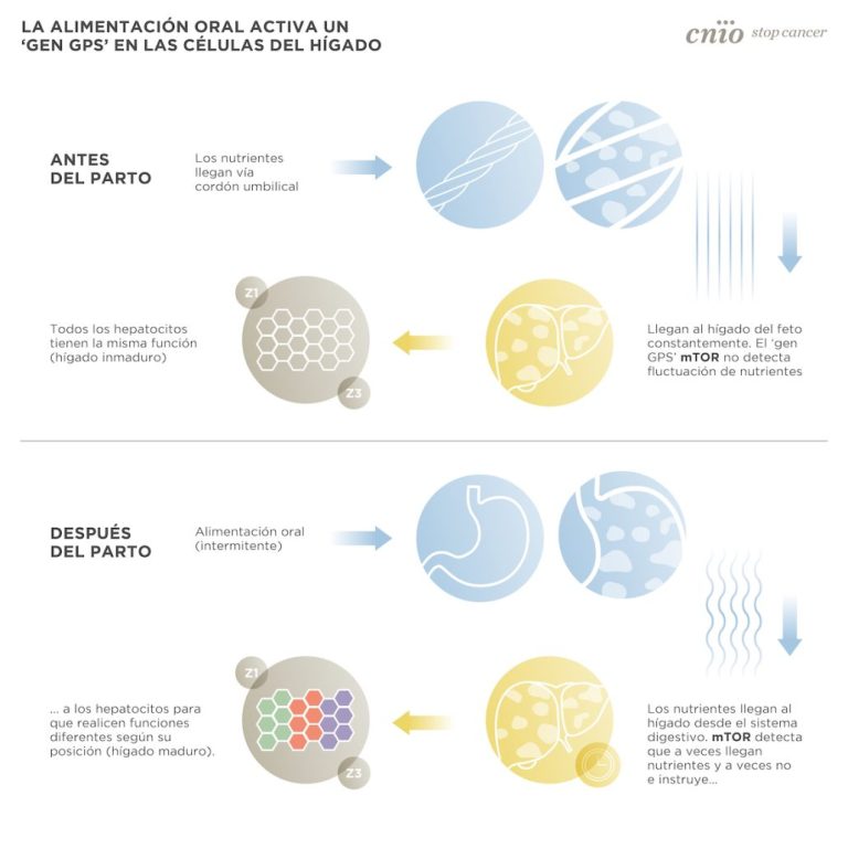Descubren el "GPS" que distribuye el trabajo de las células hepáticas tras el parto