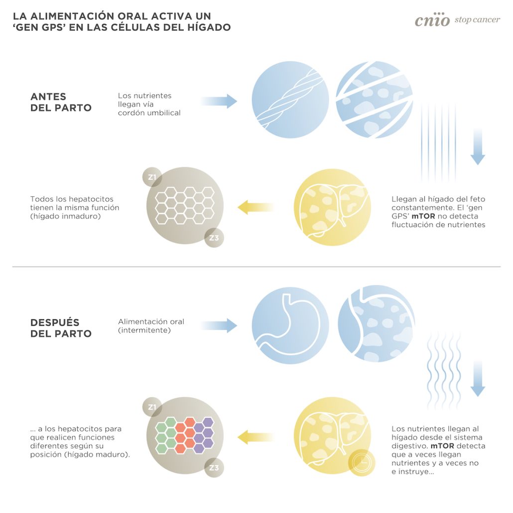 Descubren el "GPS" que distribuye el trabajo de las células hepáticas tras el parto