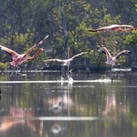 Exitosa liberación de 44 flamencos del proyecto Rescate Rosado