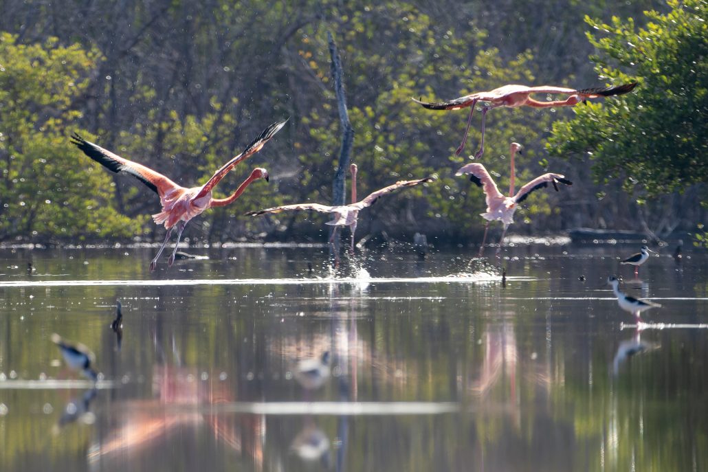 Exitosa liberación de 44 flamencos del proyecto Rescate Rosado