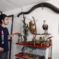 Perros, gatos y colibríes disecados, el arte de preservar mascotas se abre en Colombia