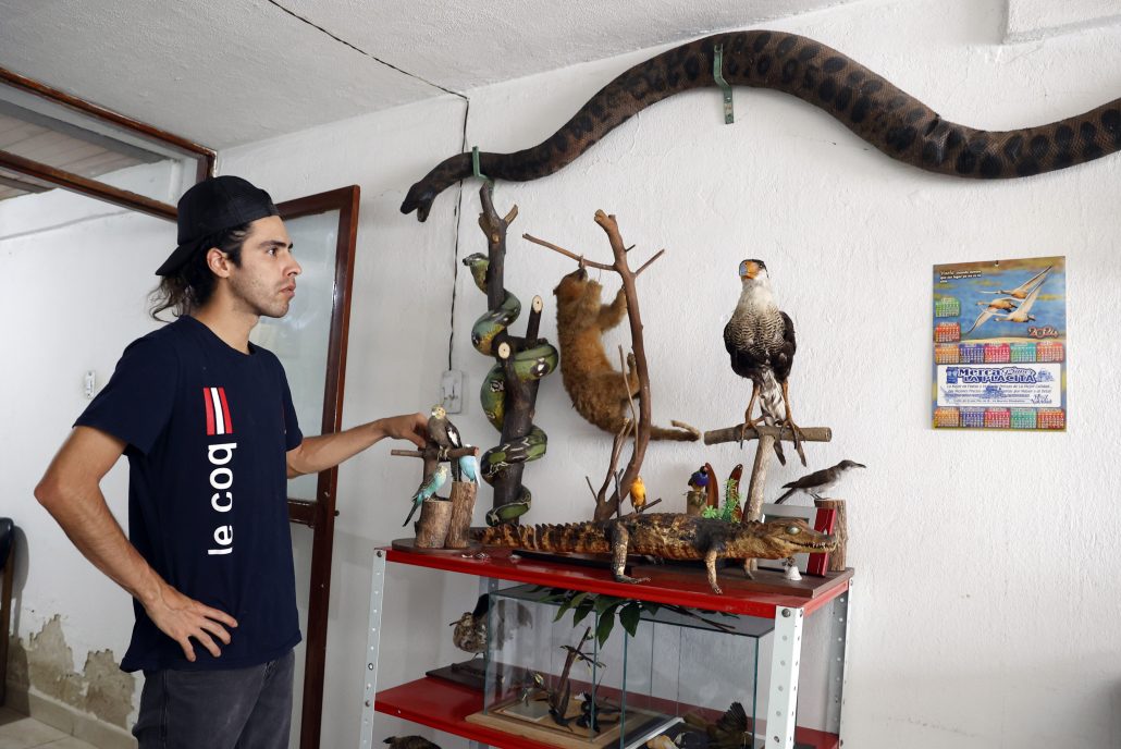 Perros, gatos y colibríes disecados, el arte de preservar mascotas se abre en Colombia