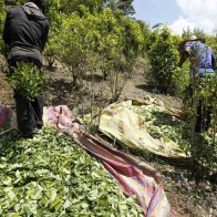 La producción anual de cocaína emite tanto CO₂ como el uso de dos millones de vehículos