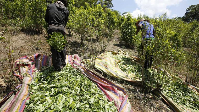 La producción anual de cocaína emite tanto CO₂ como el uso de dos millones de vehículos