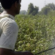 Entre arroz y pesticidas: ¿Educación tóxica?
