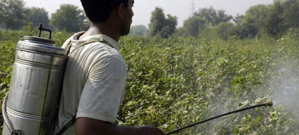 Entre arroz y pesticidas: ¿Educación tóxica?