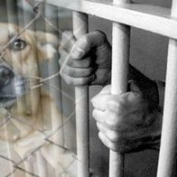 Ministerio Público y Dicrim arrestan hombre por cometer maltrato animal en Monseñor Nouel