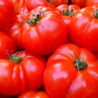 Tomate