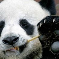 Muere Tan Tan, el panda más anciano de Japón, mientras esperaba su regreso a China