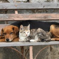 Día internacional de los animales callejeros