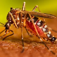 Hospitales pediátricos listos para atender casos de dengue