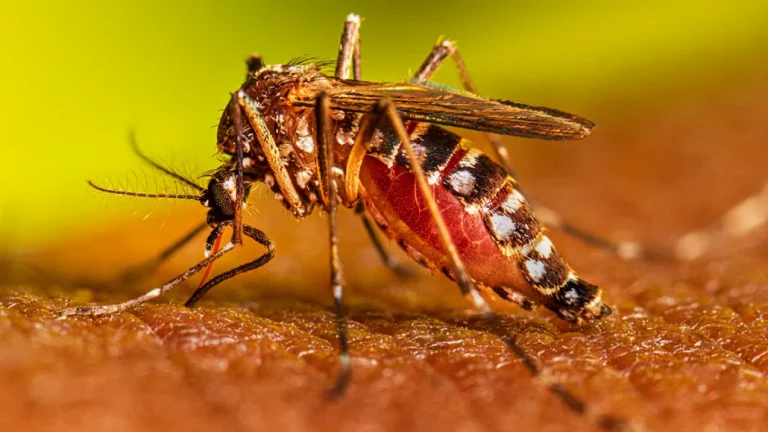 Hospitales pediátricos listos para atender casos de dengue